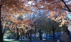 Trees with brilliantly colored leaves provide canopy on Commonwealth Avenue 