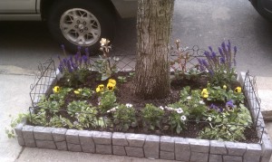 Yellow and purple blotch pansies, purple salvia, hellebore, ivy and African daisies surrounding a tree
