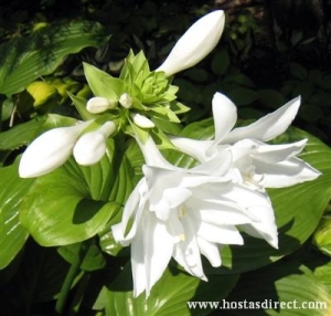 Fragrant white flowers of the Aphrodite hosta