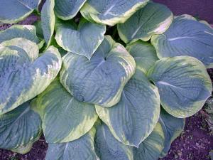 Blue-green Francis Williams hosta with creamy gold edges