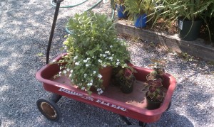 Russell's Garden Center Red Wagon with Flowers in it