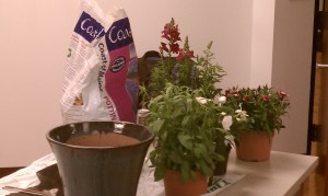 Empty blue pot, soil, ivy, snapdragon and dianthus