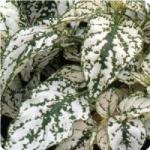 Hypoestes White Splash