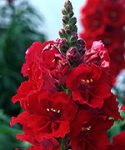 La Bella Red Snapdragon in bloom