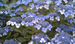 Blue Lacecap hydrangeas