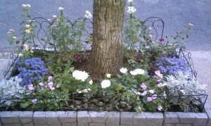 Street side garden with white dahlias in the front row