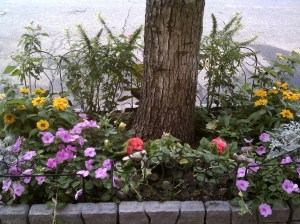 Janine's Street Side Tree Garden - Impatiens, Black Eyed Susans, Lantana, Dahlias, Silverdust and more!