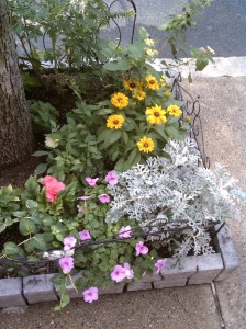 Garden abloom with silverdust, dahlias, impatiens, black eyed Susans, Lantana and more!