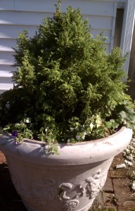 Gray Urn with Arborvitae, English ivy and Scopia Gulliver White and Calibrachoa Noa Blue Legend