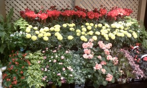Red, white and purple flowers and ivy on three tiers