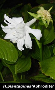Aphrodite hosta with white flower