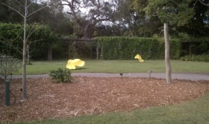 Yellow Petals Yellow Petals on the Lawn