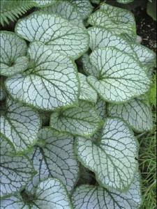 Silvery, heart-shaped leaves
