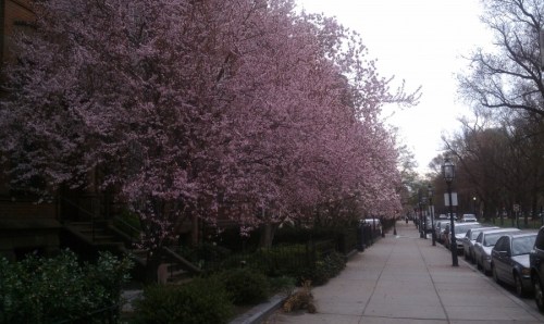 Magnolias along Commonwealth Avenue - March 2012
