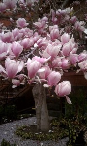 Magnolia with Close up Blooms
