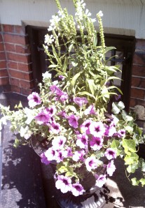 Container with Purple Petunias