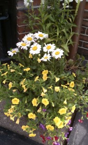 White Shasta Daisies and Yellow Petunias in Black Container