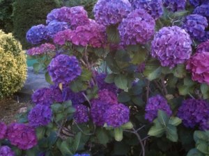 Purple Hydrangeas in Harwich, MA