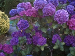Deep Purple Hydrangeas 7.19.12 Purple Hydrangeas in Harwich, MA