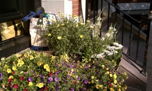 Daisies, petunias and garden supplies on the stoop