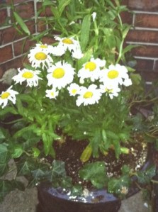 Container with Missing Petunias