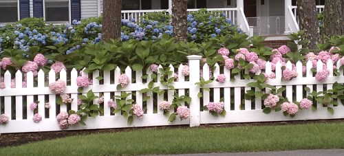 Pink and blue hydrangeas along a white picket fence