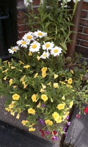 Container Garden with Yellow Petunias
