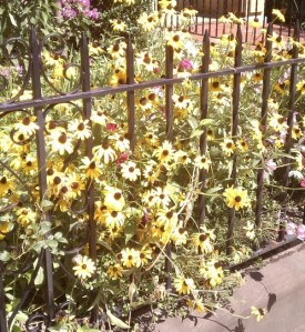 Black-eyed Susan's poking through a black iron fence