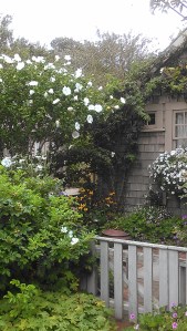 Rose of Sharon in 'Sconset