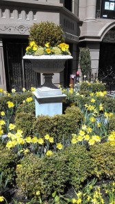 Daffodils with container Resized